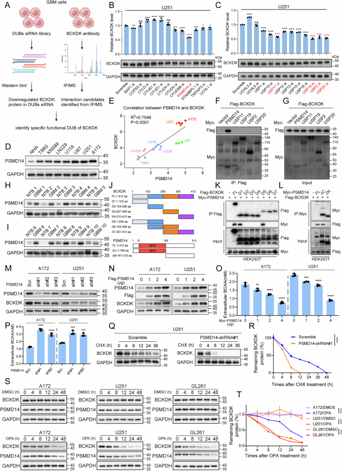 Fig. 3: PSMD14 stabilizes BCKDK to modulate BCAA metabolism.