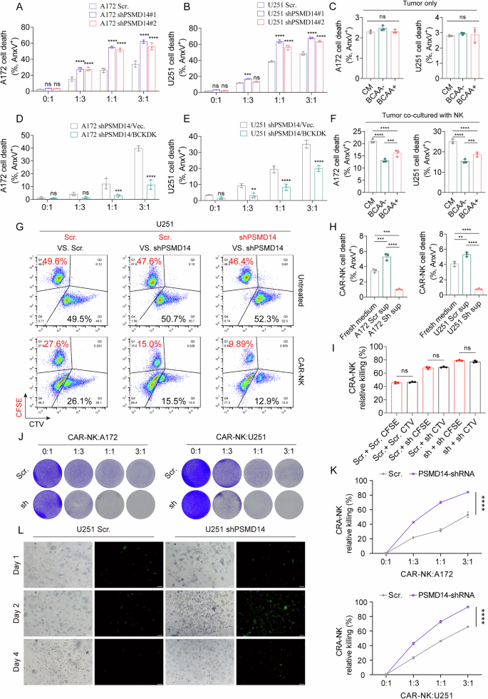 Fig. 5: PSMD14/BCKDK axis modulates CAR-NK cytotoxicity, apoptosis, and migration.