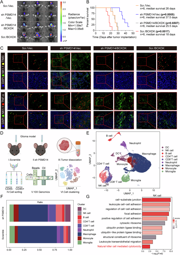 Fig. 6: PSMD14/BCKDK axis regulates BCAA metabolism and shapes the Immune Microenvironment in GBM.
