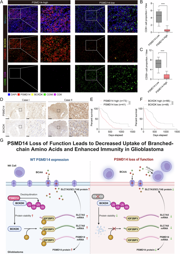 Fig. 8: Clinical relevance of PSMD14 and BCKDK in GBM patients.