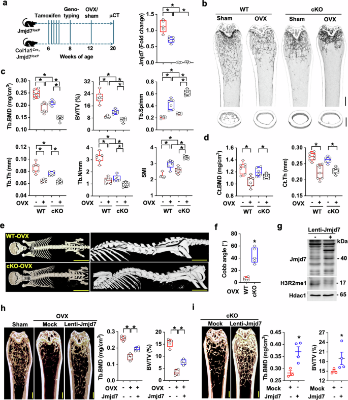 Fig. 2: Effect of Jmjd7 loss on bone mass and microstructure in ovariectomized (OVX) mice.