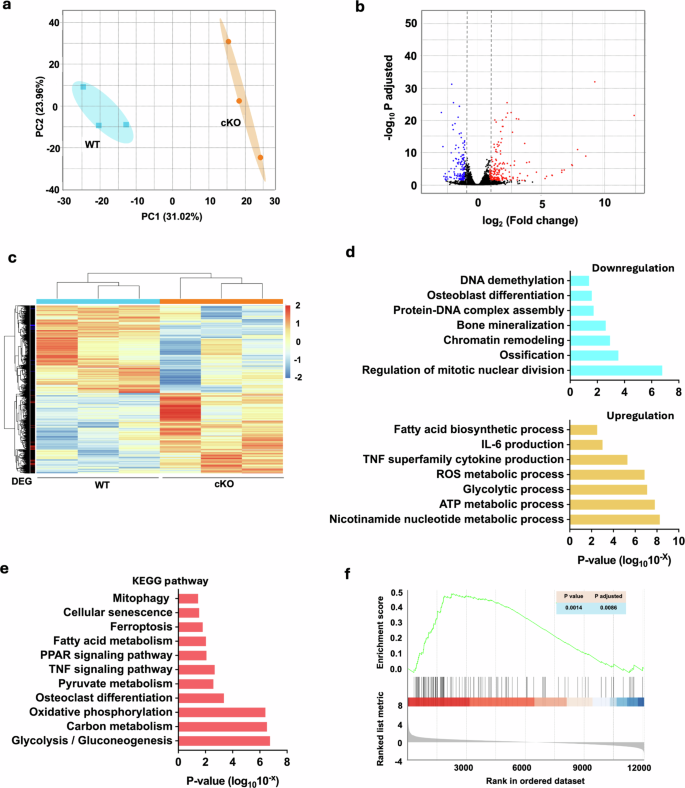 Fig. 4: Transcriptomic profiling of Jmjd7KO vs. WT osteoblasts.