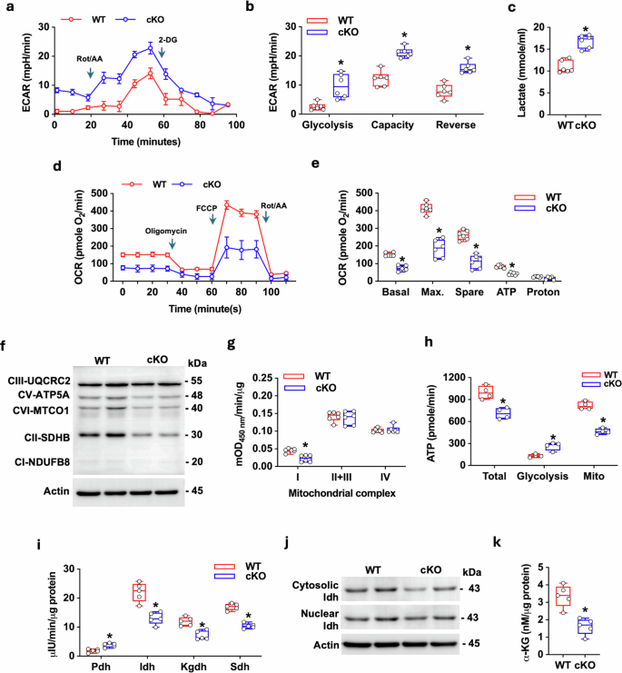 Fig. 5: Impact of Jmjd7 loss on glycolysis, mitochondrial OXPHOS, and α-KG production in osteoblasts.