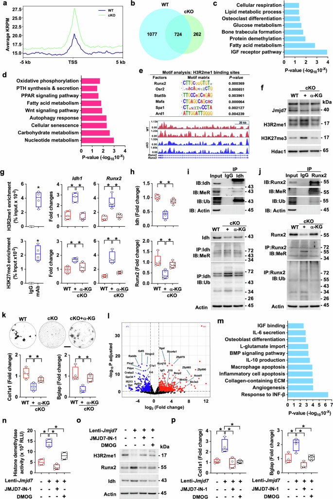 Fig. 6: Effects of Jmjd7 loss and α-KG on H3R2me1-dependent epigenome, transcription and post-translational arginine methylation of Idh and Runx2.