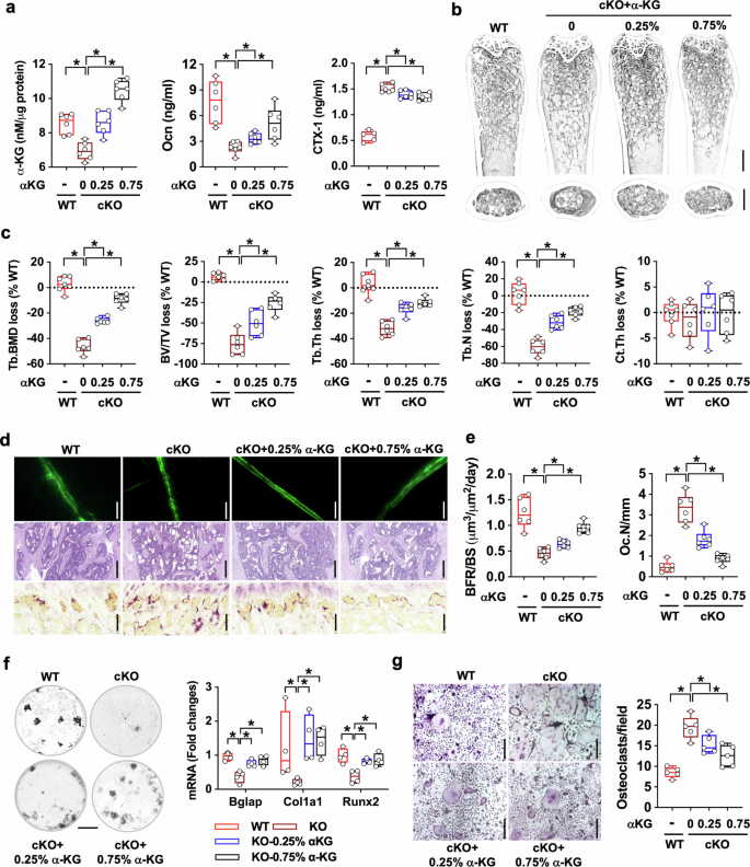 Fig. 7: Effect of α-KG supplementation on bone mass, microstructure, and osteogenic differentiation capacity in Jmjd7KO mice.