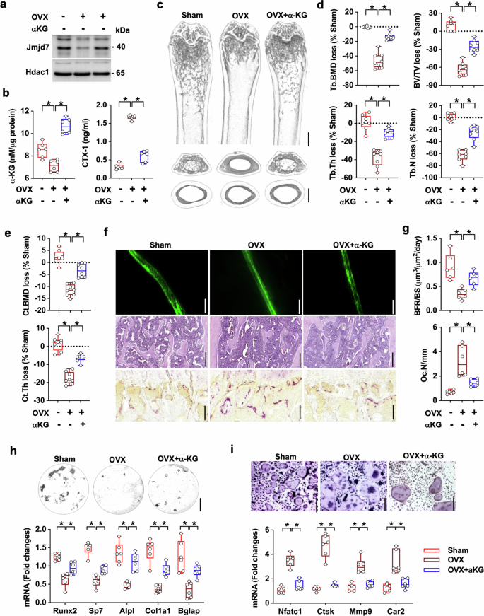 Fig. 8: Effect of α-KG supplementation on bone microarchitecture and osteogenic differentiation in OVX mice.