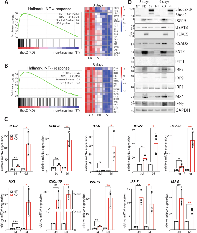 Fig. 4: The Shoc2-dependent interferon response in HDLEC.