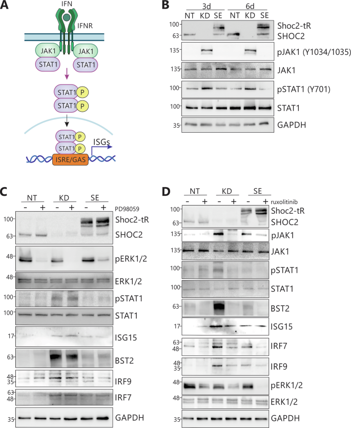 Fig. 5: The ERK1/2 pathway-independent activation of the JAK1/STAT1 pathway in Shoc2-depleted HDLEC.
