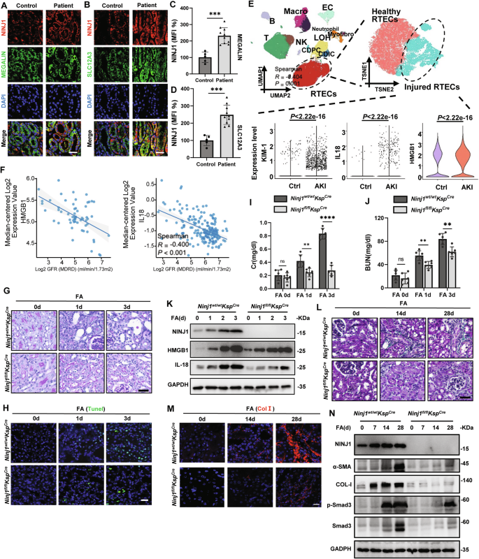 Fig. 1: Tubule-specific deletion of Ninj1 protects against AKI-CKD progression.