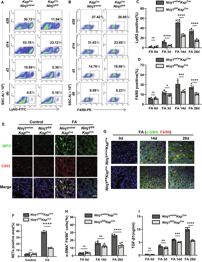 Fig. 2: Tubule-specific deletion of Ninj1 attenuates NETs formation and MMT.
