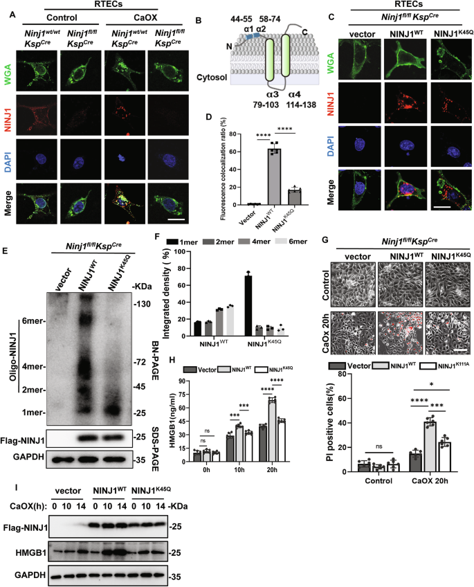 Fig. 4: NINJ1 oligomerization is required for HMGB1 release from plasma membrane-ruptured RTECs.