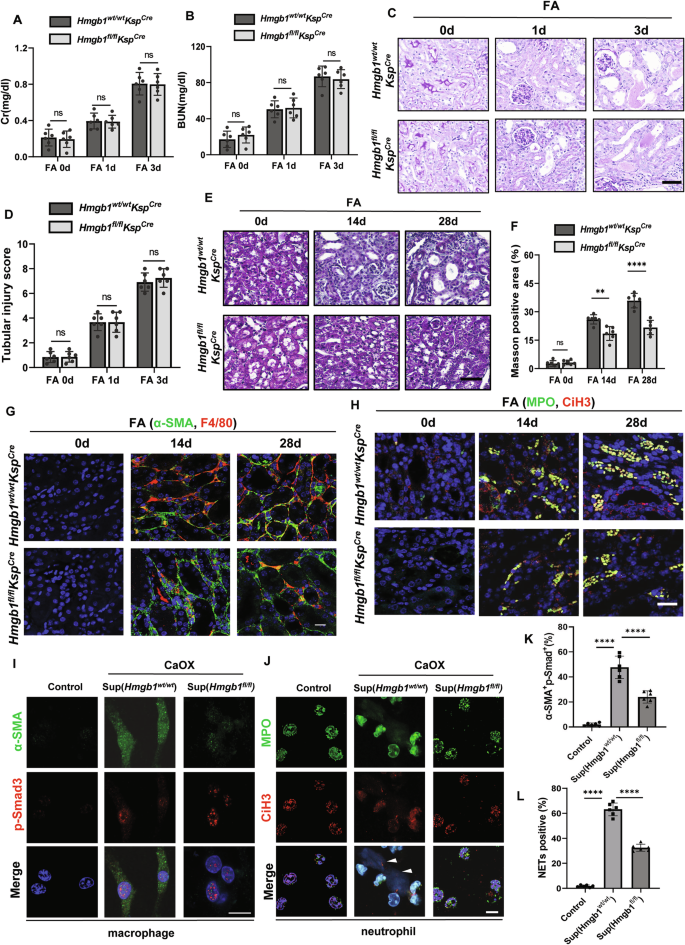 Fig. 5: Tubule-specific deletion of Hmgb1 mitigates AKI-CKD progression.
