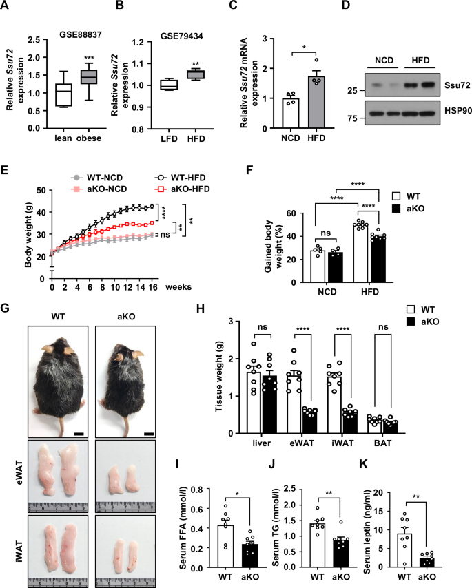 0 slurry of glutathione sepharose 4b Purification proteins fused to S-tranferase Used in GST pull Ssu72 phosphatase orchestrates obesogenic adipogenesis