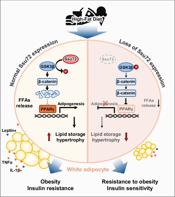 glutathione and drinking alcohol Glutathione and Hangover: The Science-Backed Approach to Alcohol Recov