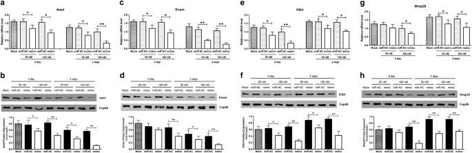 Fig. 4: miR-185-5p negatively regulates ameloblast differentiation