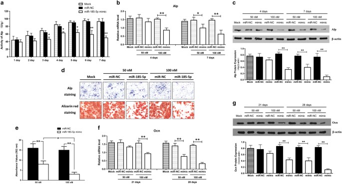 Fig. 5: miR-185-5p negatively regulates osteogenic differentiation