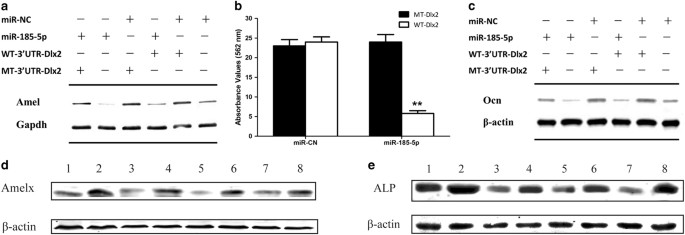 Fig. 7: miR-185-5p inhibits amelogenesis and osteogenesis by suppressing Dlx2 expression