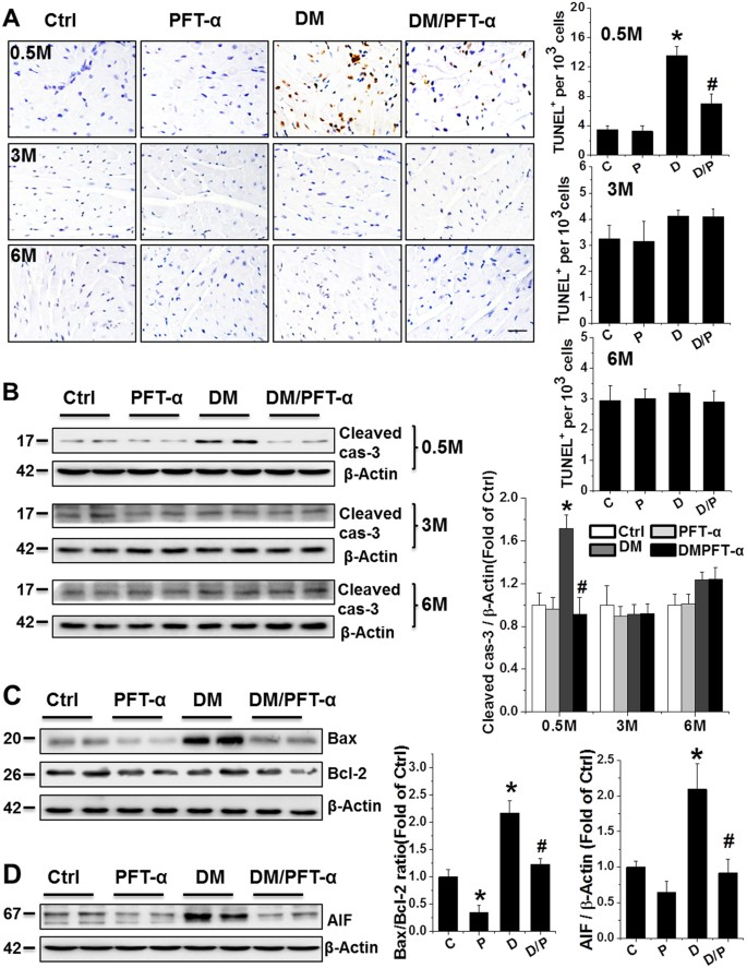 Fig. 4: Effect of PFT-α treatment on mitochondrial apoptotic cell death and cell senescence