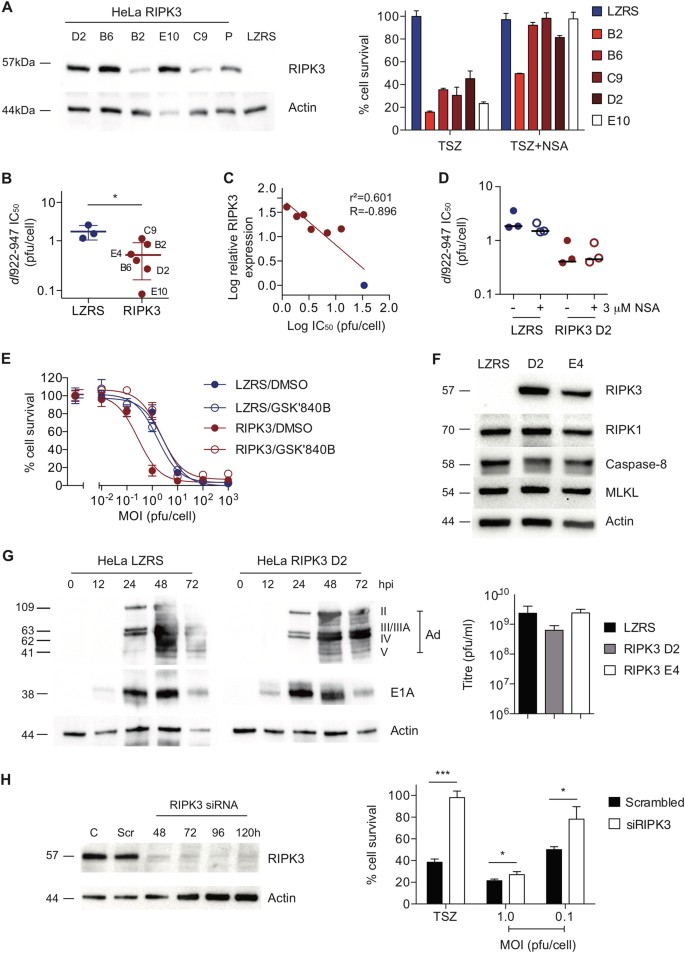 Fig. 4: RIPK3 expression augments dl922-947-induced cytotoxicity in vitro
