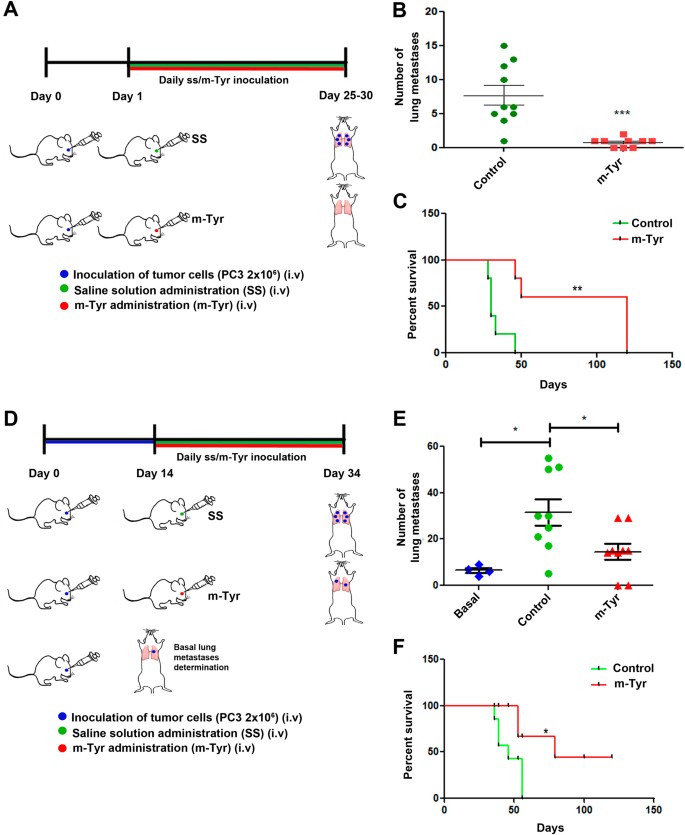 Fig. 4: m-Tyr inhibits experimental metastasis of PCa