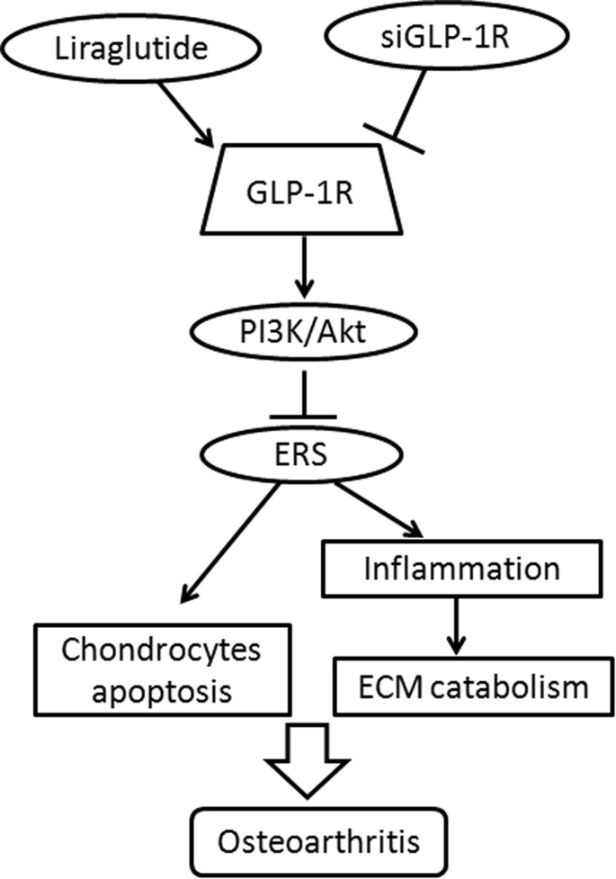 glp 1 arthritis Glucagon-like peptide-1 receptor regulates endoplasmic reticulum  stress-induced apoptosis and the associated inflammatory response in  chondrocytes and the progression of osteoarthritis in rat