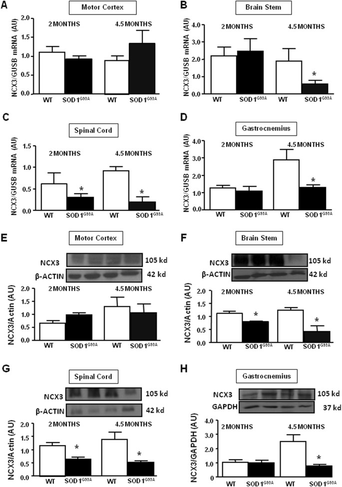 Fig. 1: NCX3 mRNA and protein expression, arbitrary units (AU), in motor cortex, brain stem, spinal cord, and gastrocnemius of SOD1 G93A mice.