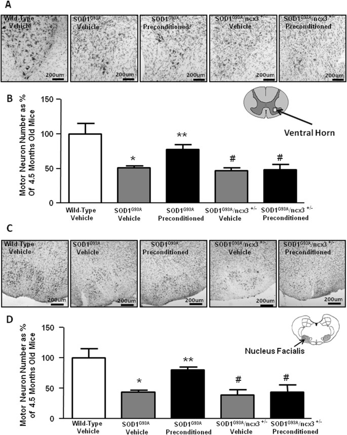 Fig. 3: Effect of L-BMAA-induced PC on motor neurons survival.