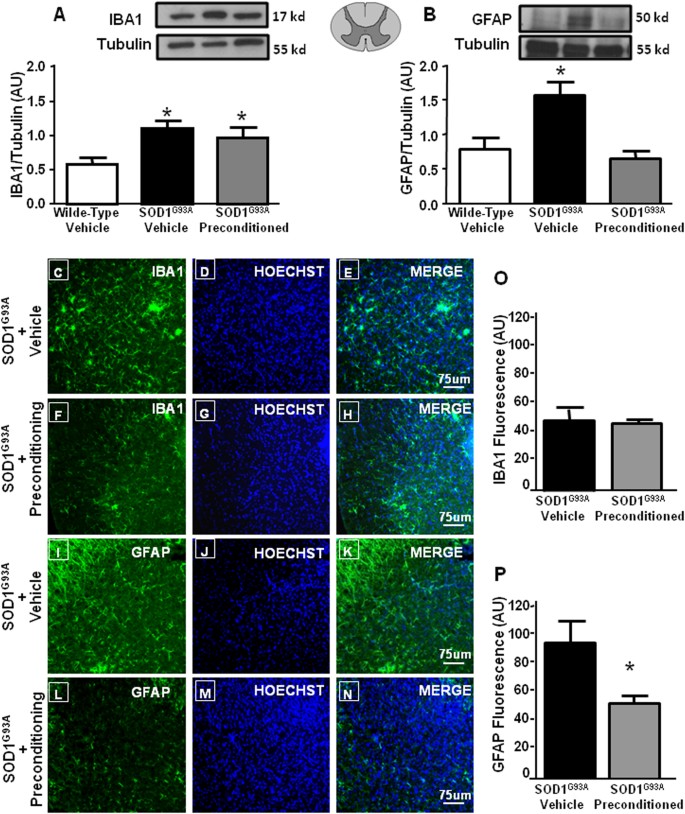 Fig. 4: Effect of l-BMAA-induced PC on glial activation.