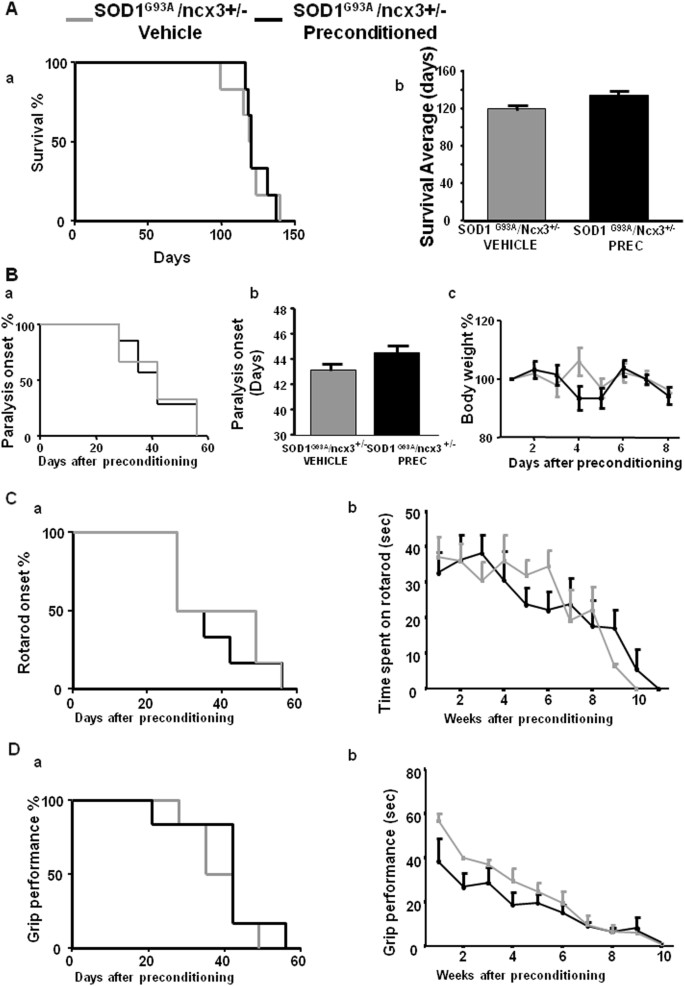 Fig. 8: Effect of l-BMAA-induced PC on survival, paralysis onset, body weight reduction, and motor functions in SOD1 G93A /ncx3+/− mice.