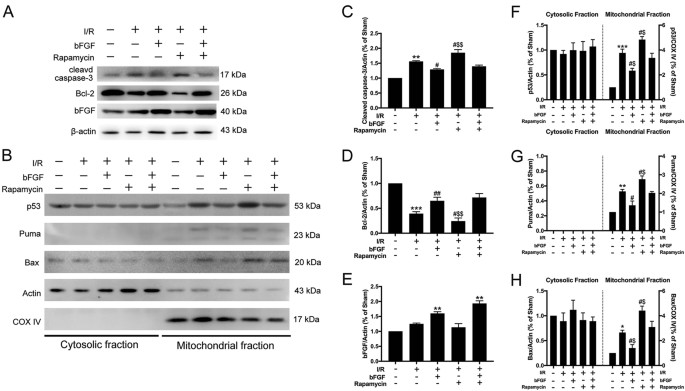 Fig. 3: Apoptosis was decreased via inhibition of p53 translocation after bFGF treatment.