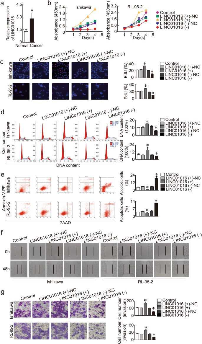 Fig. 1: LINC01016 was overexpressed in endometrial cancer tissues and functioned as a pro-oncogene in human Ishikawa and RL-95-2 cell lines