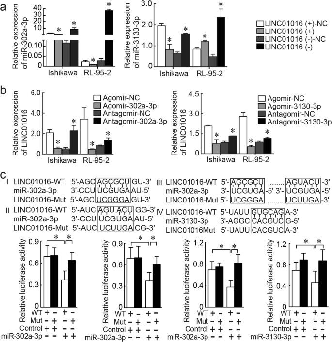 Fig. 3: MiR-302a-3p and miR-3130-3p possessed binding sites for LINC01016 in endometrial cancer cells.