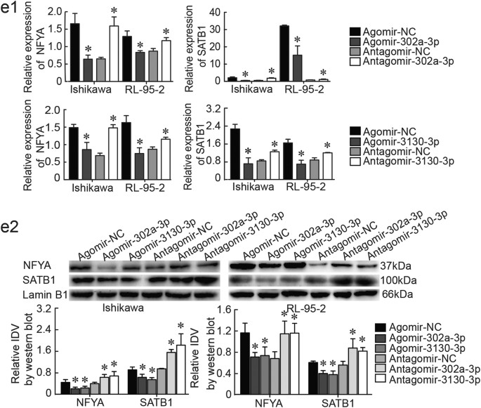 Fig. 4:  NFYA and SATB1 were involved in the LINC01016-miR-302a-3p/miR-3130-3p regulatory axis