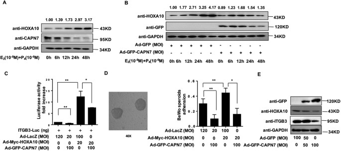 Fig. 3: CAPN7 downregulates the expression of HOXA10 and inhibits embryo implantation.
