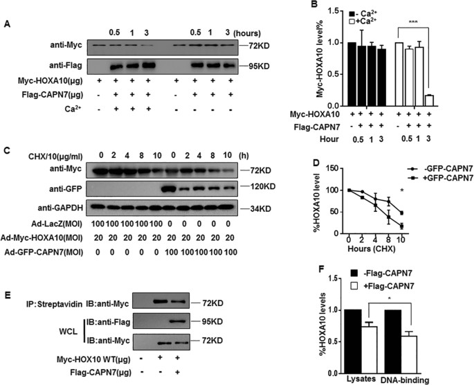 Fig. 4: CAPN7-mediated HOXA10 degradation impairs the protein stability and DNA-binding ability of HOXA10.