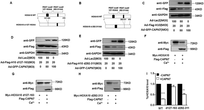 Fig. 5: PEST motif 127-163 is critical for CAPN7-mediated HOXA10 degradation