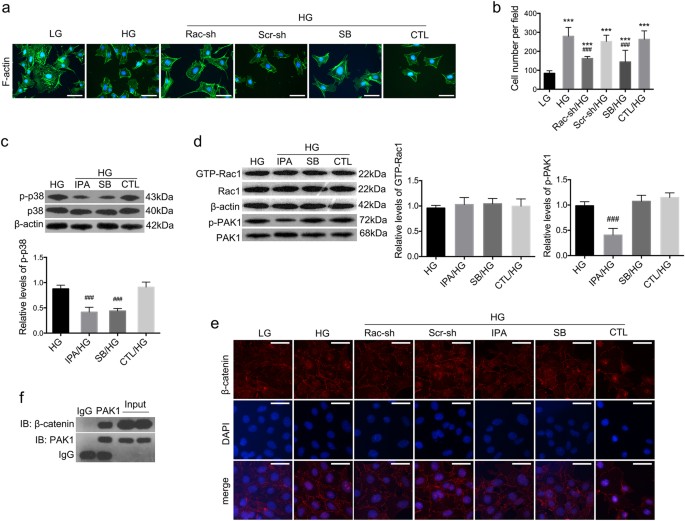 Fig. 5: Effects of Rac1/PAK1/p38 cascade on podocyte cytoskeleton rearrangement and β-catenin nuclear accumulation.