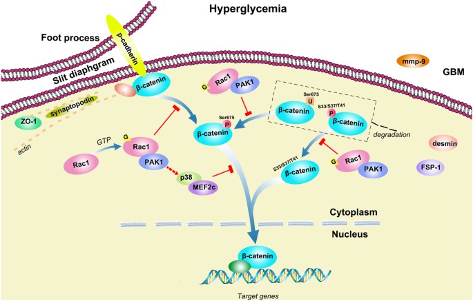 Fig. 7: Schematic illustration of Rac1/PAK1/p38 signaling in podocytes in exposure of hyperglycemia.