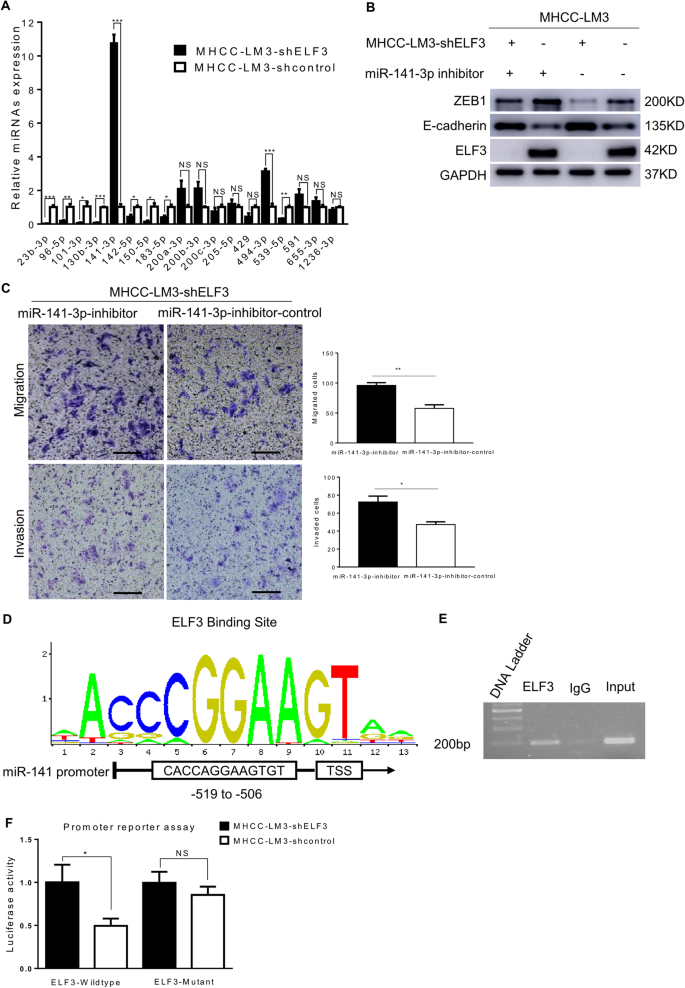 Fig. 5: Knockdown of ELF3 decreased ZEB1 by upregulating miR-141-3p.