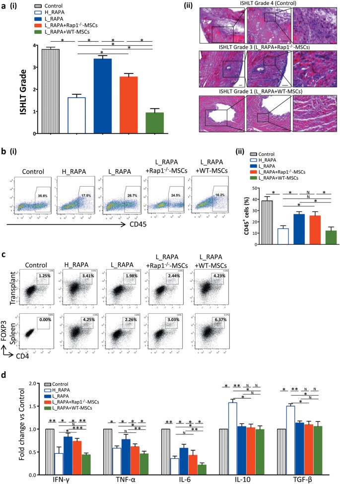 Fig. 4: Rap1 deficiency decreases the immunosuppressive ability of MSCs in vivo.