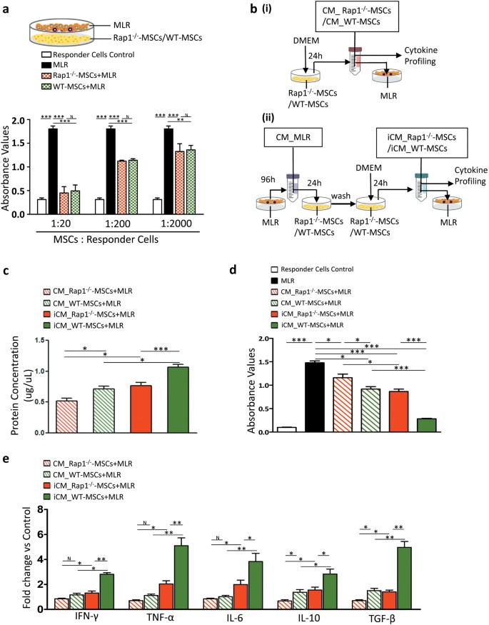 Fig. 5: Rap1 deficiency impairs MSC paracrine action to suppress MLR.