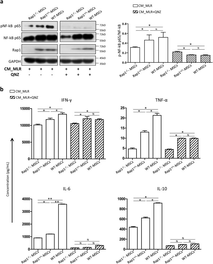 Fig. 6: Absence of Rap1 downregulates NF-κB activity in MSCs.