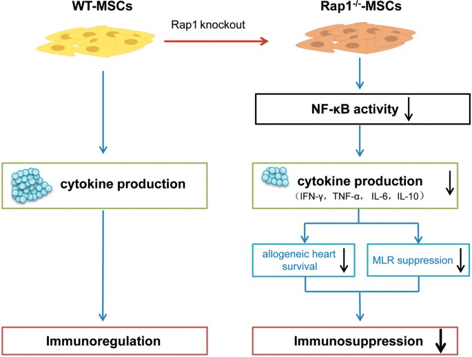 Fig. 8: Scheme summarizing the proposed mechanism of action behind Rap1 deletion in MSC-mediated immunomodulation.