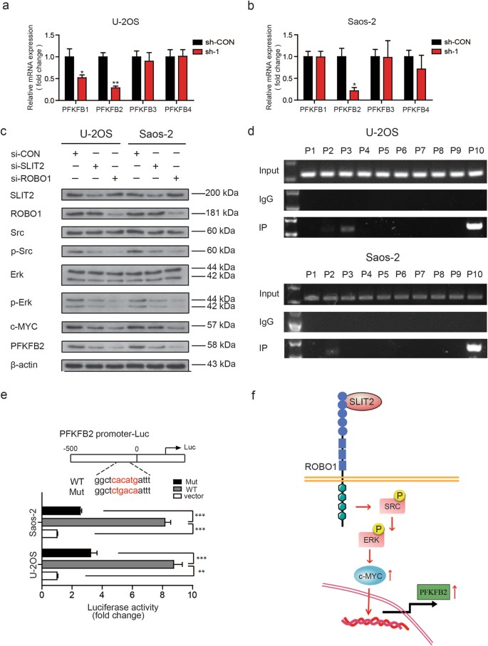 Fig. 4: c-MYC and PFKFB2 are essential for SLIT2/ROBO1 axis-mediated Warburg effect.