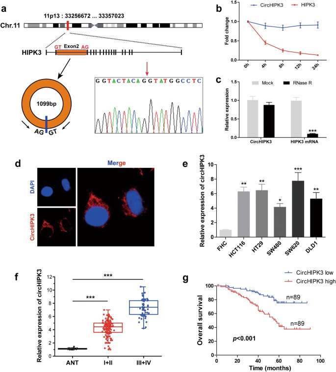 Fig. 1: CircHIPK3 is frequently upregulated in CRC and predicts poor prognosis.