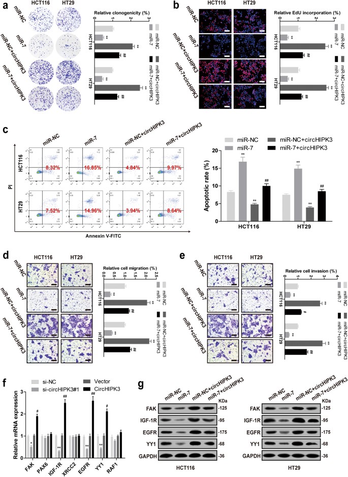 Fig. 5: Overexpression of circHIPK3 effectively reverses miR-7-induced inhibition of CRC cells progression.