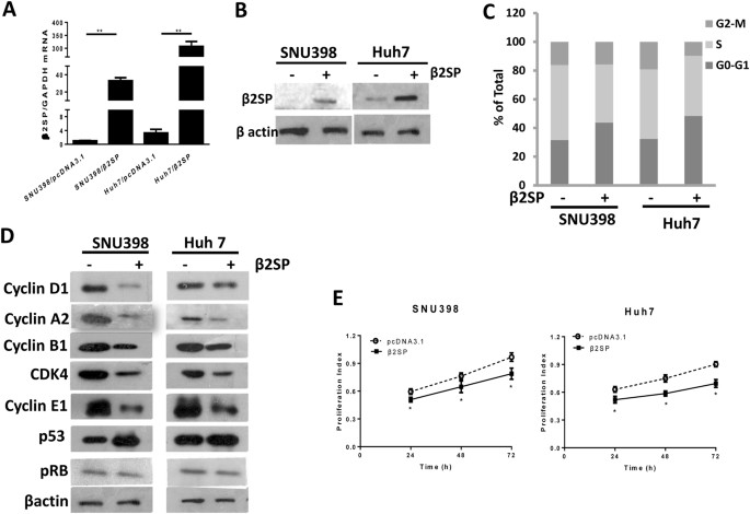 Fig. 3: β2SP suppressed the growth of HCC cells (SUN398 and Huh7 cells) in vitro.