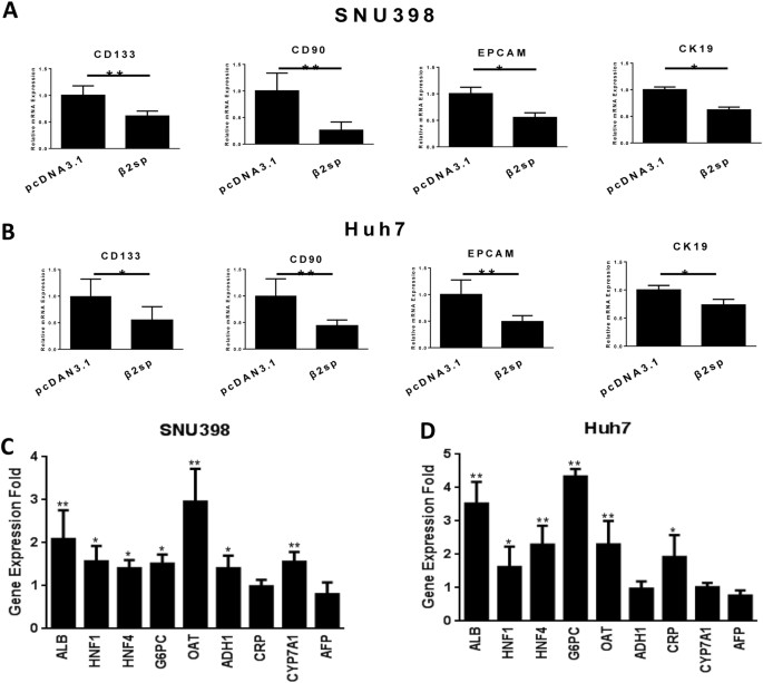 Fig. 4: β2 spectrin promoted the differentiation of hepatoma cells and repressed transcription of liver CSC markers in HCC cells.