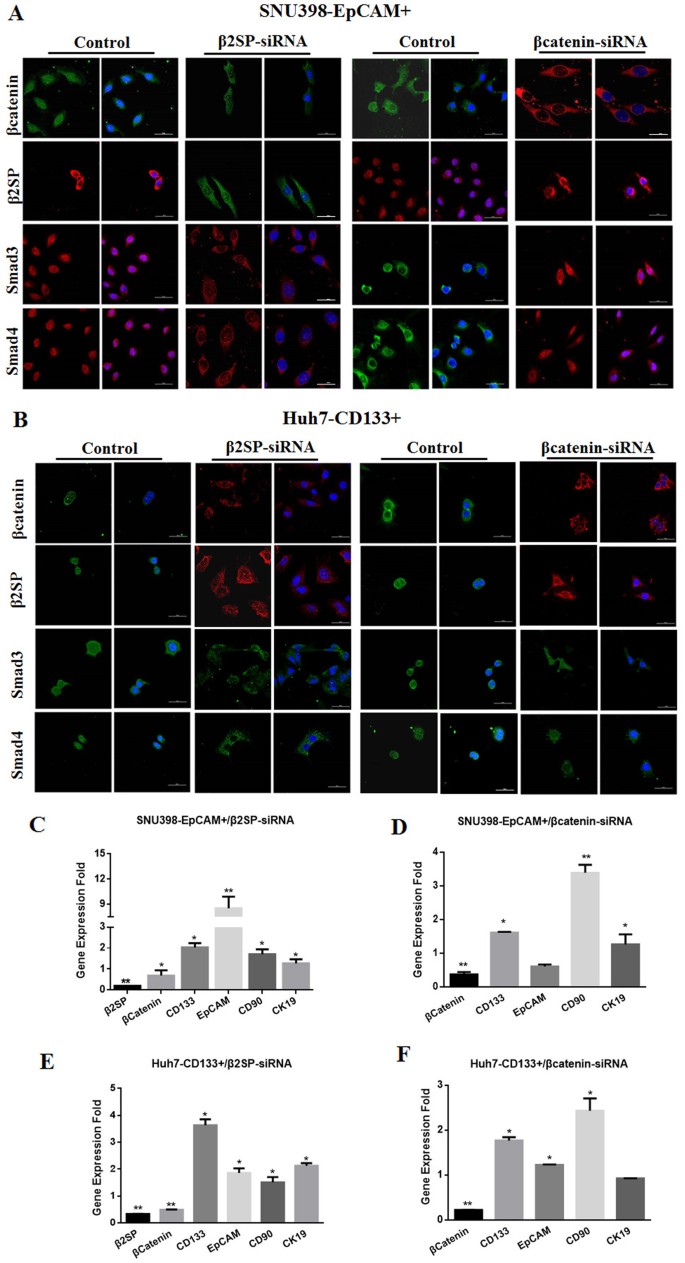 Fig. 7: β2SP repressed the transcription of liver cancer stem cell markers through β-catenin in liver CSCs.