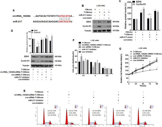 Fig. 5: Exosomal circRNA_100284 derived from arsenite-transformed L-02 cells induces acceleration of the cell cycle and promotes proliferation via miR-217 in normal L-02 cells.
